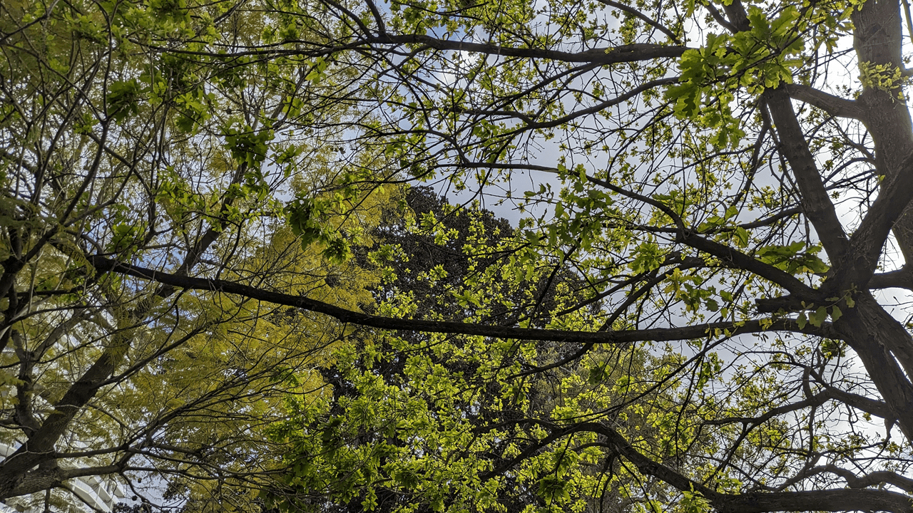 ¡Aprendan de la higuera!