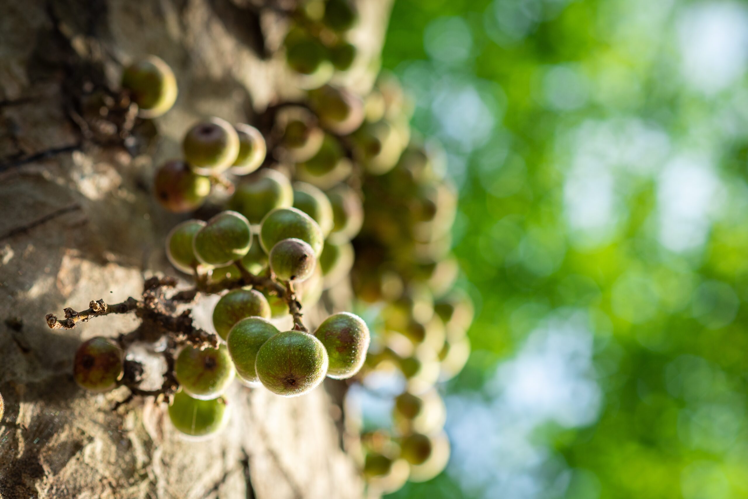 Sólo él hace fructífera la vida